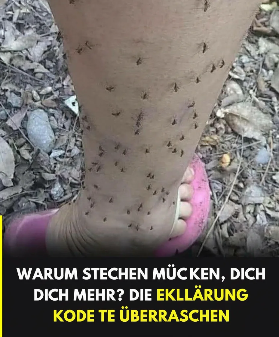 Warum Mücken immer Sie auswählen? Die wissenschaftliche Erklärung, die nur wenige kennen