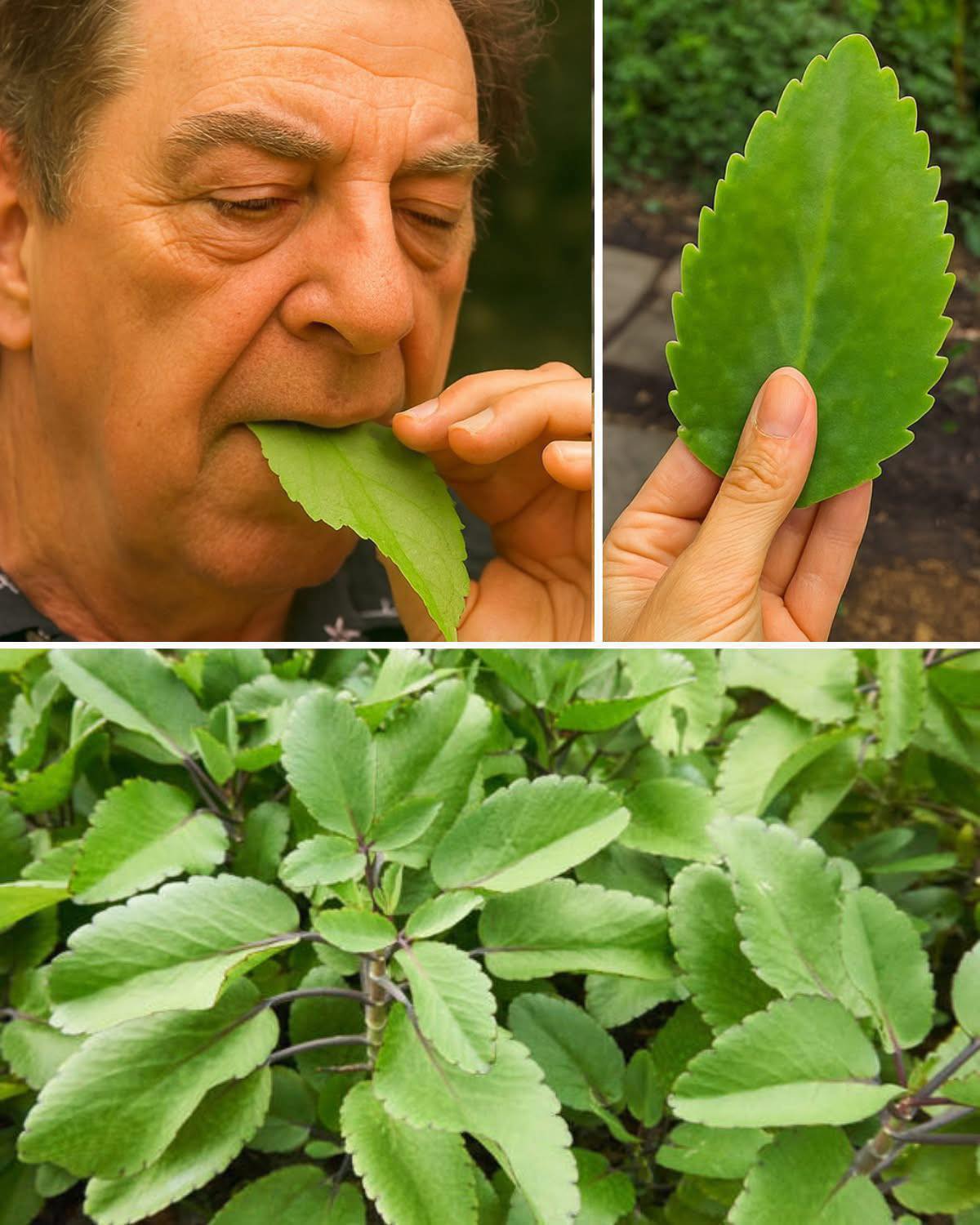 Das Blatt des Lebens: Viele haben es im Garten, doch die meisten wissen nicht, wie man es nutzt