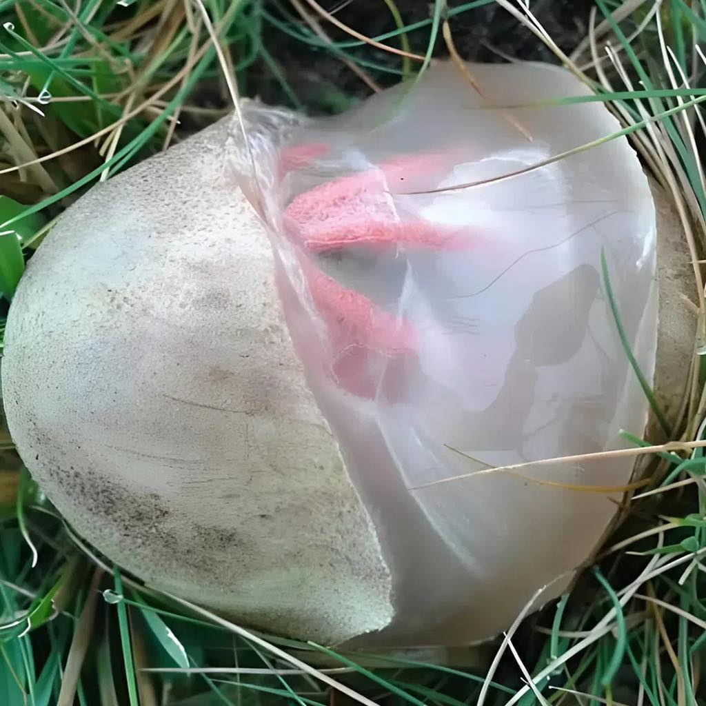 Im Garten stieß ich auf ein schleimiges, rötliches Wesen mit starkem, unangenehmem Geruch. Ich war entsetzt, als ich erkannte, was es wirklich war