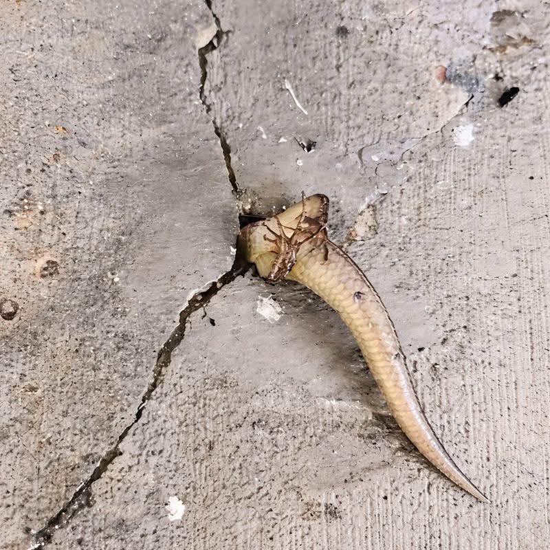 Regt sich da etwas in der Wand? Ein häusliches Rätsel wird zur Szene purer Spannung