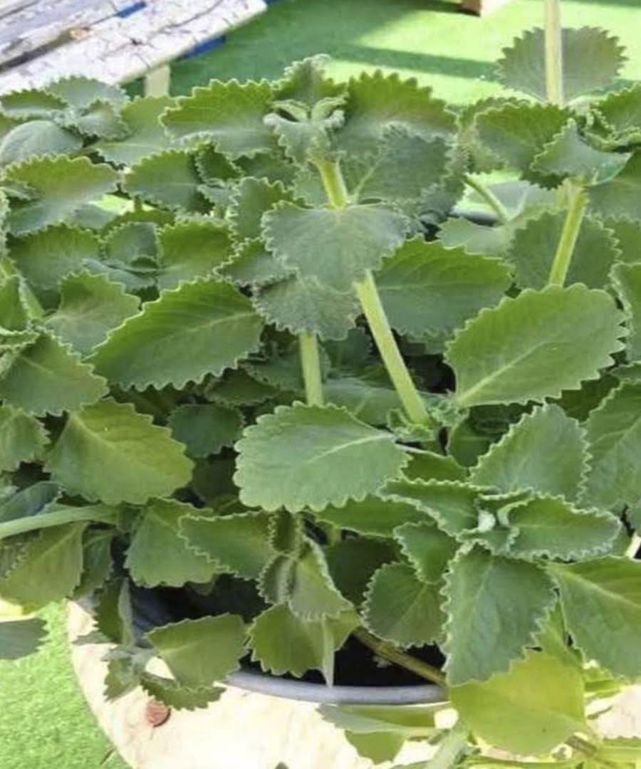 Ärzte enthüllen: Was der Verzehr von Oregano bewirken kann…