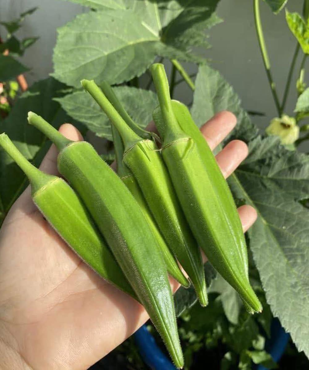 Ärzte enthüllen: Was der Verzehr von Okra in Ihrem Körper auslöst