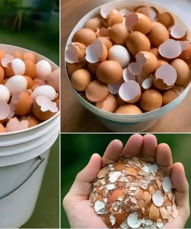Eierschalen kochen: So sagst du Lebewohl zu…