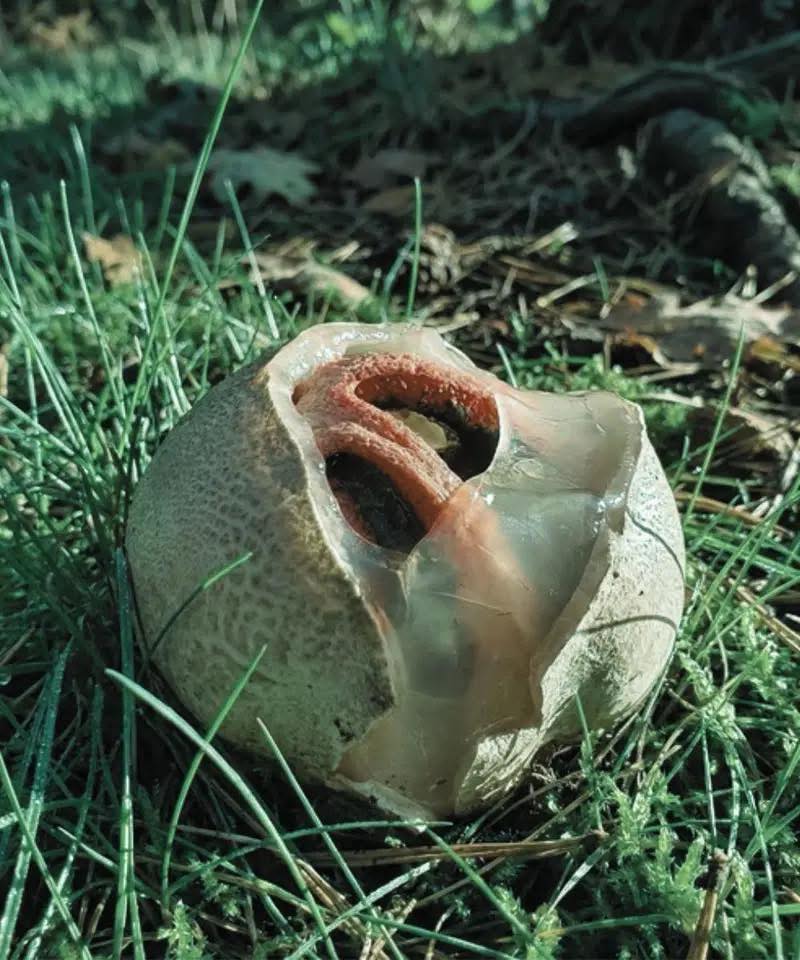 Was ist das und warum wird es als „eines der furchteinflößendsten Dinge der Natur“ bezeichnet?
