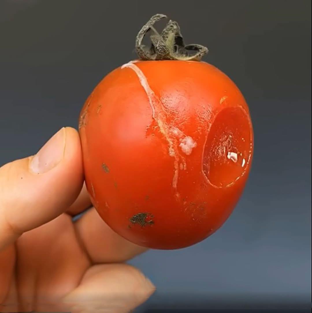 Werfen Sie überreife Tomaten nicht weg! Je verdorbener, desto wertvoller!