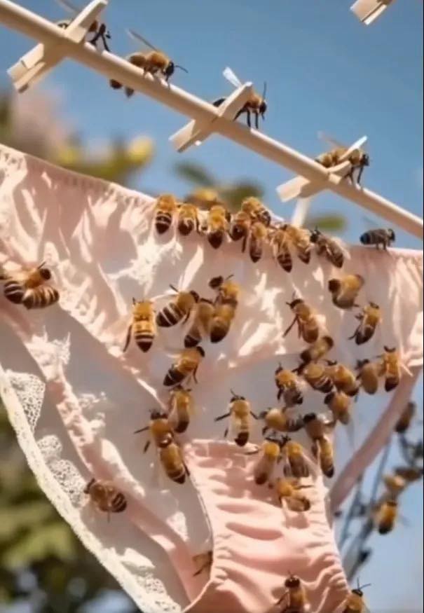 Bienen in Ihrer Wäsche? Das sollten Sie wissen.