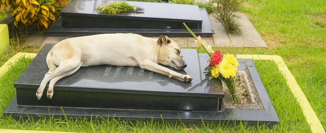 Capitán – Der Hund, der sieben Jahre lang jede Nacht am Grab seines Herrchens wachte