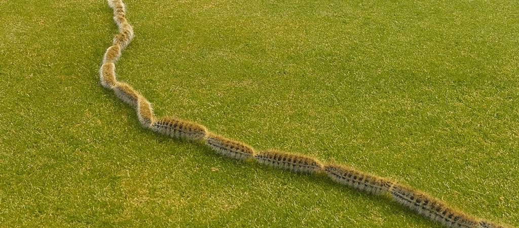 Ce que je croyais être une simple corde dans mon jardin s’est révélé terrifiant — et ce soir-là, notre dîner a tourné au cauchemar.